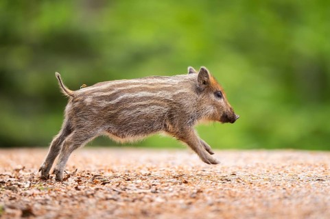 Wild boar (Sus scrofa) piglet running in a forest, Bavaria, Germany