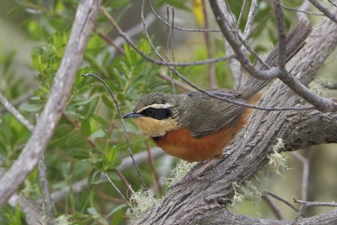 Olive-crowned Crescent-chest (Melanopareia maximiliani) perched on a branch in Bolivia, South