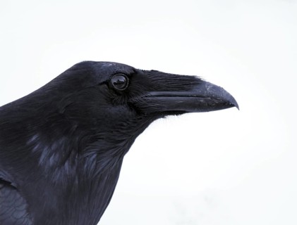 Northern Raven (Corvus corax), Saskatchewan, Canada