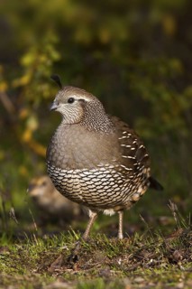 California Quail (Callipepla californica) female, California, USA