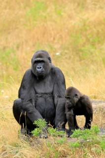 Western gorilla (Gorilla gorilla), adult, female, with young, sitting, on ground