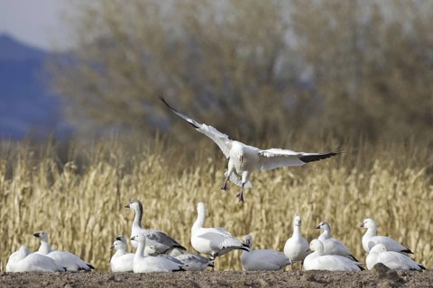 Snow Goose (Anser caerulescens), New Mexico, USA
