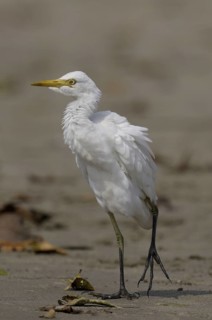 Western Cattle Egret (Bubulcus ibis), Goa, India