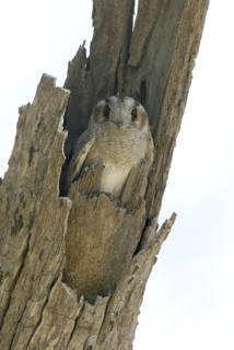 Australian Owlet-nightjar (Aegotheles cristatus), Queensland, Bladensberg National Park, Australia
