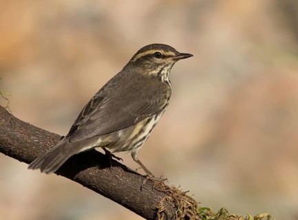 Northern Waterthrush, Parkesia noveboracensis, perched in the fall in Saskatoon, Saskatchewan