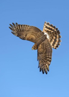 Northern Harrier (Circus hudsonius) flying, Texas, USA