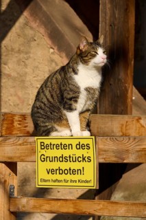 A cat sits on a railing next to a prohibition sign in warm sunlight, Erbach, Odenwald, Südhessen,