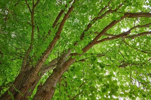 A view into the crown of a large tree with dense green foliage and strong branches, Lime tree