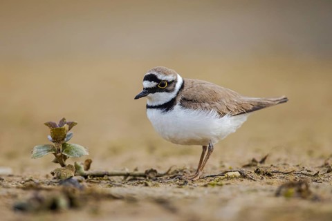 Little Ringed Plover (Charadrius dubius), North Rhine-Westphalia, Germany