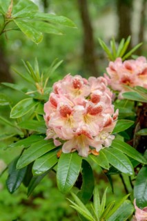 Rhododendron (Rhododendron 'Phillip'), palace gardens, Markleeberg, Saxony, Germany