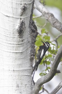 Williamson's Sapsucker (Sphyrapicus thyroideus) male, British Columbia, Canada