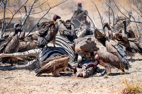 Many white-backed vultures (Gyps africanus), vultures feeding on carcasses, Etosha National Park,