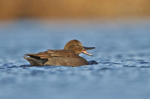 Gadwall (Mareca strepera), Utrecht, Netherlands