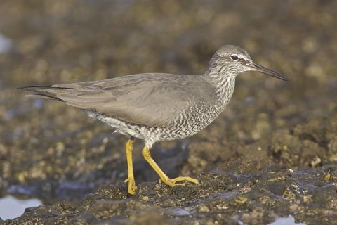 Wandering Tattler (Tringa incana), Ecuador