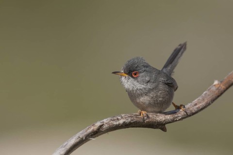 Balearic Warbler - Balearengrasmücke - Sylvia balearica, Mallorca, adult male