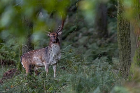 A typical behaviour of fallow deer (Dama dama) is documented in this photo, they like to remain