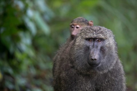 Olive Baboon (Papio anubis) baby on mother's back, Bigodi Wetlands, Uganda