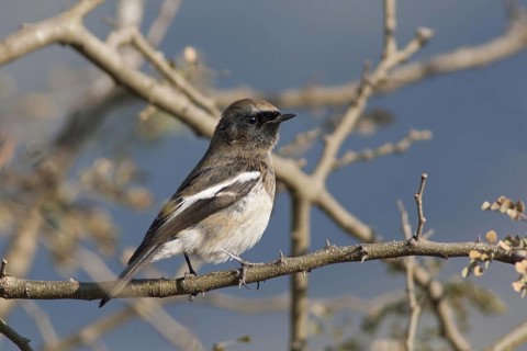 Blue-capped Redstart (Phoenicurus coeruleocephala) female perched on a branch, Pakistan