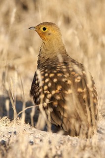 Namaqua Sandgrouse (Pterocles namaqua) male, Etosha, Namibia