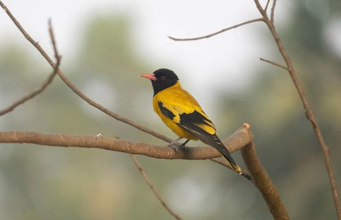 A Black-hooded Oriole (Oriolus xanthornus), Sreepur, Gazipur, Bangladesh