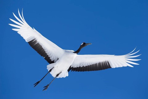 Red-crowned Crane (Grus japonensis) flying, Hokkaido, Japan