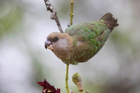 Brown-headed Parrot (Poicephalus cryptoxanthus), South Africa