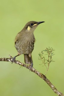 Yellow-spotted Honeyeater (Meliphaga notata), Queensland, Australia