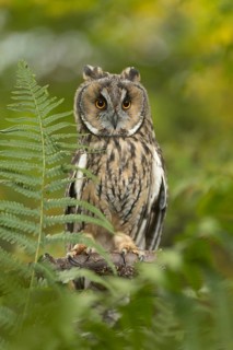Long-eared Owl (Asio otus) captive, Germany
