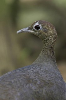 Great Tinamou (Tinamus major), Costa Rica