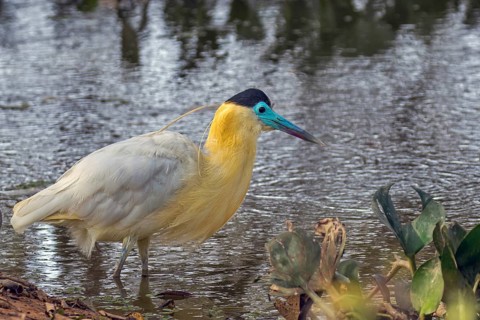 Cape heron (Pilherodius pileatus), South Africa
