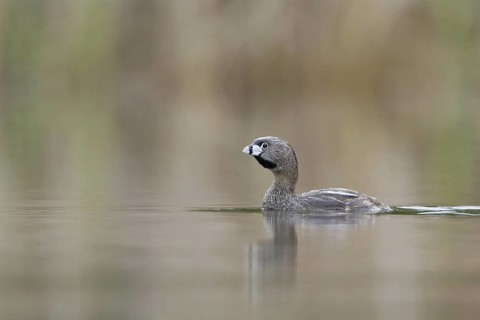 Pied-billed Grebe (Podilymbus podiceps), British Columbia, Canada