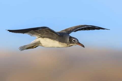White-eyed Gull (Ichthyaetus leucophthalmus) flying, Eilat, Israel