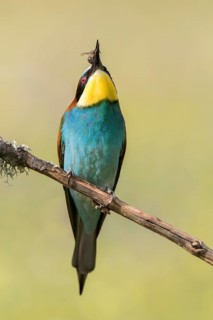 European Bee-eater (Merops apiaster) perched on a branch with insect in beak, Andalusia, Spain