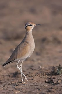 Cream-colored Courser (Cursorius cursor), Oman