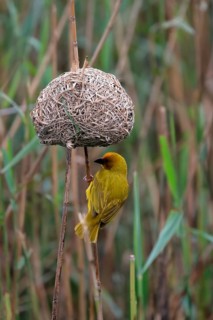 Eastern golden weaver (Ploceus subaureus), adult, male, at nest, Saint Lucia Estuary, Isimangaliso