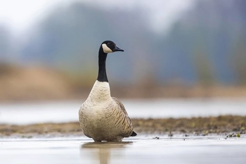Canada Goose (Branta canadensis), North Rhine-Westphalia, Germany