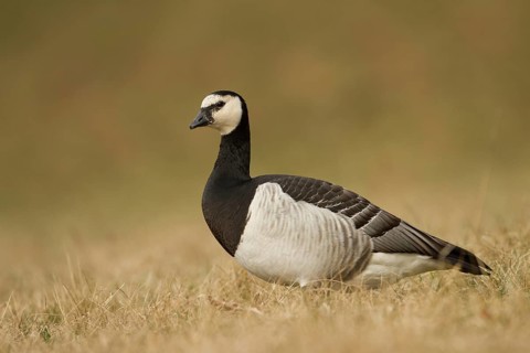 Barnacle Goose (Branta leucopsis), Bavaria, Germany
