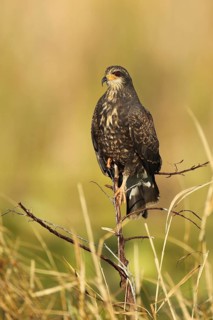 Snail Kite (Rostrhamus sociabilis), Florida, USA