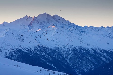 Alpendohle, Alpine Chough, Yellow-billed Chough, Pyrrhocorax graculus, Chocard à bec jaune, Chova
