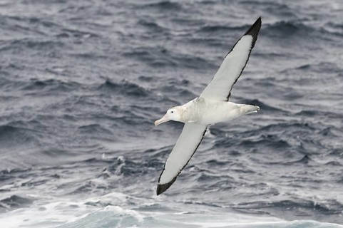 Wandering Albatross (Diomedea exulans), Antarctica