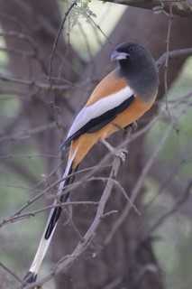 Rufous Treepie (Dendrocitta vagabunda), Keoladeo National Park, India