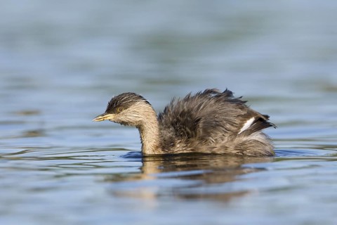Hoary-headed Grebe (Poliocephalus poliocephalus), Victoria, Australia