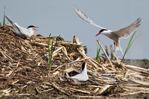 Common Tern (Sterna hirundo) pair displaying, Mecklenburg-Western Pomerania, Germany