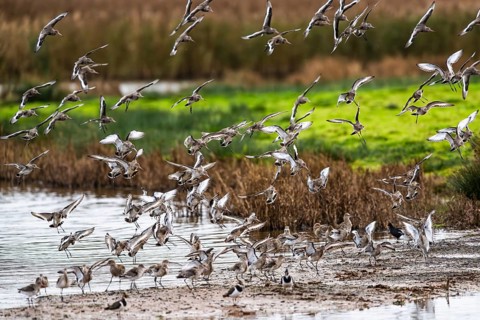 Black-tailed Godwits, Limosa limosa, birds in flight over marshes