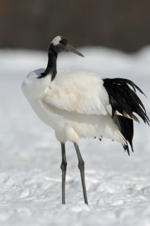 Red-crowned Crane (Grus japonensis), Hokkaido, Japan