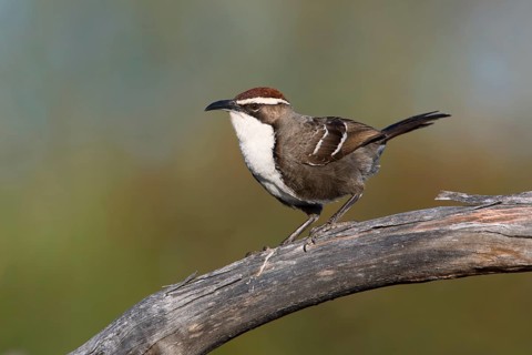 Chestnut-crowned Babbler (Pomatostomus ruficeps), Victoria, Australia