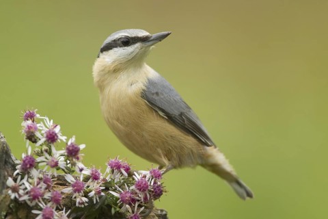 Eurasian Nuthatch (Sitta europaea), Rhineland-Palatinate, Germany