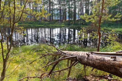 Rocks, lakes and rustic forest in Tiveden National Park, Örebro län, Sweden