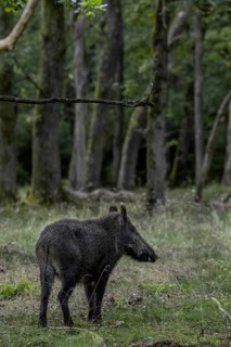 A second wild boar searches for acorns in the oak forest, the wild boar (Sus scrofa) reacts