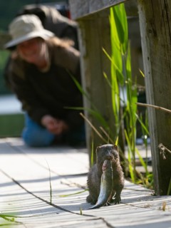 A mink with a captured rudd and an angler in the background